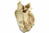 Cretaceous Crocodylomorph Vertebra - Morocco #325118-1
